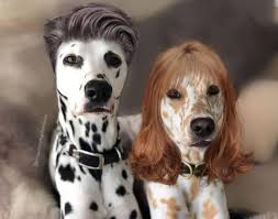 Everything you want to know about dog hairstyles from the editors of elle. Pets With Human Hairstyles Home Facebook