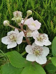 Image result for Rubus runssorensis