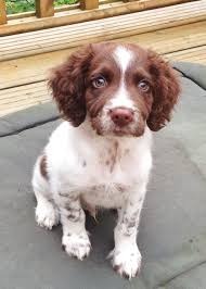 Https Ilov Acarlins Com Springer Spaniel Puppies Spaniel Puppies English Springer Spaniel Puppy