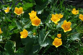 Populage Des Marais Plante Bassin Jardins Plante