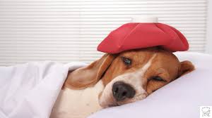 comfort a sick dog