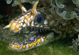 Moray Eel Photo Gallery Richard Pyle 39 S Dragon Moray Eel Moray Eel Underwater Life Sea Animals