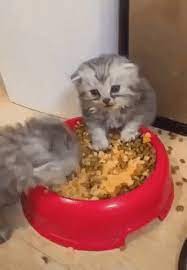 Gif When I Ate Too Much Food Funny Animals Cute Cat Gif Cats
