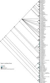 Image result for Elatostema monticola