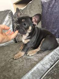 Search for dogs closest to your area by changing the search location French Bulldog Puppies For Sale Oklahoma City Ok 189113