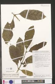 Image result for Tabernaemontana eglandulosa