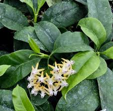 Image result for hoya multiflora