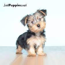 Teacup yorkie puppies with a 10 year guarantee! Puppies For Sale Orlando Fl Current Inventory Yorkie Puppy Yorkshire Terrier Cute Puppy Breeds