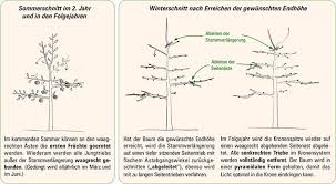 Anleitung Zur Erziehung Kleinkroniger Obstbaume Als Spindel Obstbaumschnitt