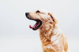 e d a adli kullanicinin awesome funny dogs panosundaki pin ayakkabilar