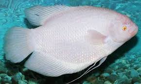 Check spelling or type a new query. Jenis Dan Harga Ikan Gurame Terbaru Hari Ini Juli 2021