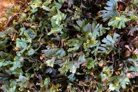 Image result for Crepidomanes