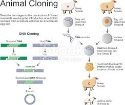 Cloning Is The Most Recent Evolution Of Selective Assisted Breeding Free Vector Art Vector Free Stock Illustration