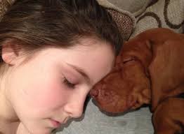 Tribute to a beloved labrador