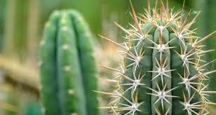 All cacti are succulents, but not all succulents are cacti. How To Grow Succulents Indoors My Garden Life