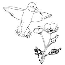 Hummingbirds are among the smallest birds in the world. Top 10 Hummingbird Coloring Pages For Your Toddler