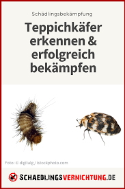 In jeder ecke, in jeder diele des bodens die leicht geöffnet ist und falls es lücken zwischen der wand und. Teppichkafer Befall Bekampfen Vorbeugen Hausputz Teppich Kleidermotten
