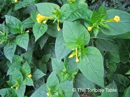 Like daylilies, four o'clock flowers bloom just a single time, then wilt and eventually fall off the plant. Browse And Search The Tortoise Table Plant Database