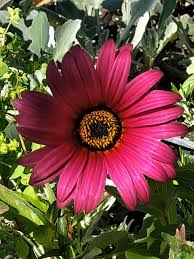 Image result for Arctotis