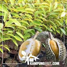 Durian duri hitam/ocheetahun ke 4 setelah ditanam sudah berbuah yg ke 2walau musim kemarau panjang daun kelihatan segar. Durian Duri Hitam Kampungbibit Com