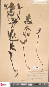 Image result for Cheilanthes angustifrondosa