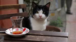kedi ile ilgili görsel sonucu