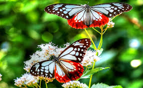 Pagelaran budaya islam cak nun dan kiaikanjeng. Tempat Menarik Di Kuala Lumpur Terkini Bandaraya Maju Terkenal Di Dunia Lokasi Percutian