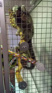 Image result for monkey caged