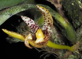 Image result for Bulbophyllum ballii
