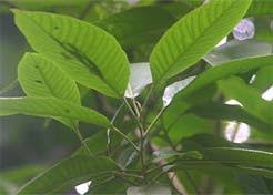 Image result for Buchnerodendron lasiocalyx