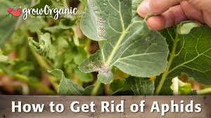 Use this spray to kill unwanted insects including aphids. How To Get Rid Of Aphids Organically Youtube