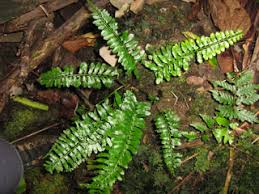 Image result for Arthropteris palisotii