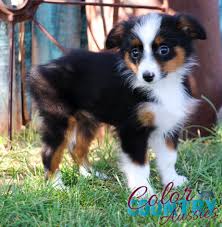 Australian shepherd black tri puppy. Black Tri Toy Aussie Pasteurinstituteindia Com