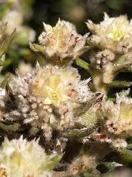 Image result for Phylica