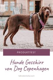 Produkttest Hunde Geschirr Von Dog Copenhagen Hundegeschirr Hunde Hundeprodukte