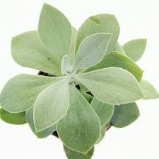 Image result for Senecio greenwayi
