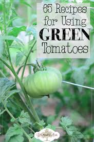 65 Recipes For Using And Preserving Green Tomatoes Reformation Acres Tomato Recipes Green Tomato Recipes Green Tomatoes