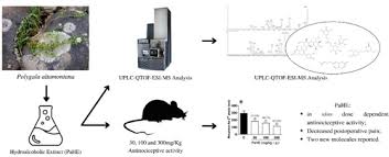Image result for Polygala sadebeckiana