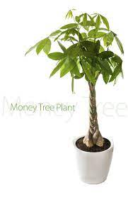 Making The Most Of Your Money Tree Plant Money Tree Plant Plant Care Houseplant Trees To Plant