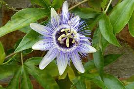 10 Plantes Grimpantes Pour Le Plein Soleil Conseils En 2020 Plante Grimpante Fleur De La Passion Plante