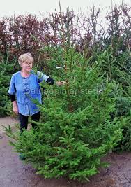 Acheter un sapin de noel. Sapin De Noel