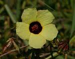 Image result for Malvaceae subfamily Grewioideae