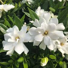 Image result for Gardenia