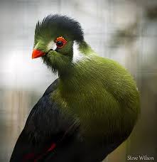 Bird That Sounds Like A Monkey White Cheeked Turaco At The Welsh Mountain Zoo Explore Pretty Birds Birds Bird Species