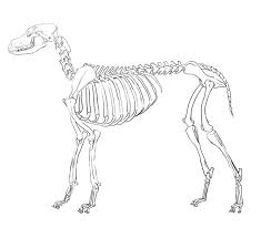Maybe you would like to learn more about one of these? Dog Skeleton Diagram Unlabelled Dunia Belajar