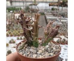 Image result for Orbea dummeri