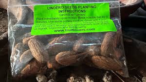 Image result for Garcinia sp. 1.