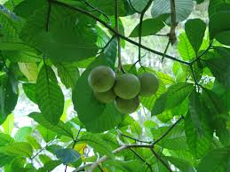 Image result for Tabernaemontana crassa