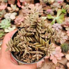 Image result for Kleinia grantii