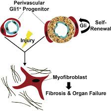 Mesenchymal Stem Cells Mscs Reside In The Perivascular Niche Of Many Organs Including Kidney Lung Liver And Heart Although T Stem Cells Scar Tissue Cell